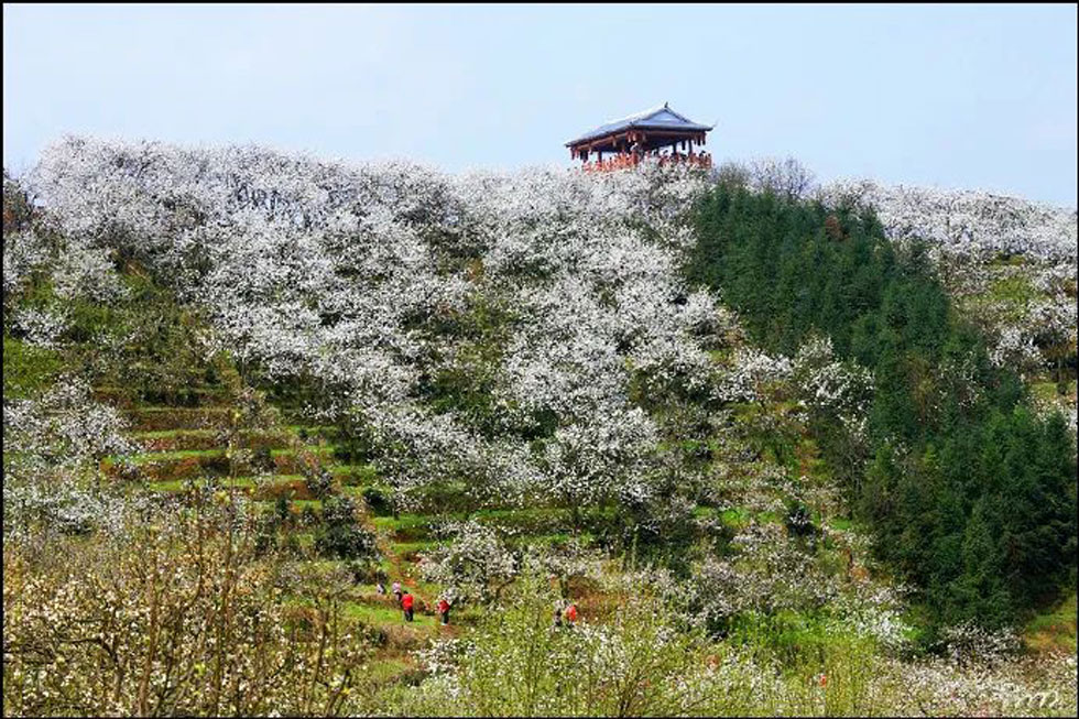 【春天，广西桂林灌阳县向您发出邀请！】我们在灌阳看梨花 - 游山玩水 - 漯河生活社区 - 漯河28生活网 luohe.28life.net