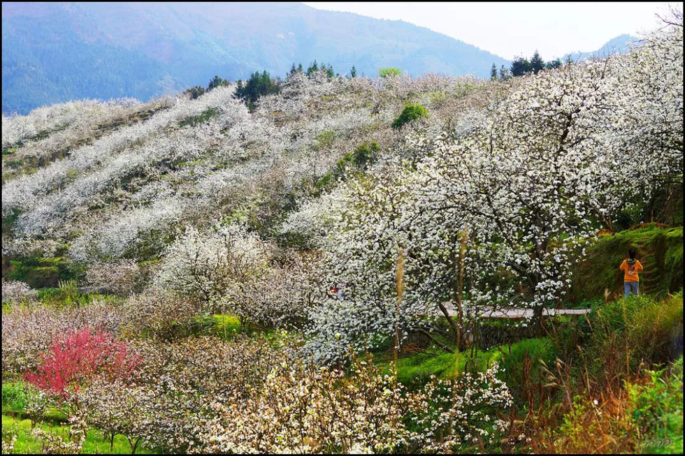 【春天，广西桂林灌阳县向您发出邀请！】我们在灌阳看梨花 - 游山玩水 - 漯河生活社区 - 漯河28生活网 luohe.28life.net