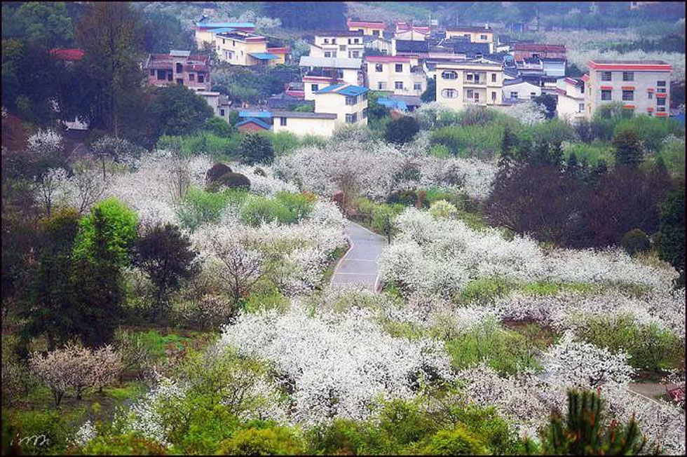 【春天，广西桂林灌阳县向您发出邀请！】我们在灌阳看梨花 - 游山玩水 - 漯河生活社区 - 漯河28生活网 luohe.28life.net