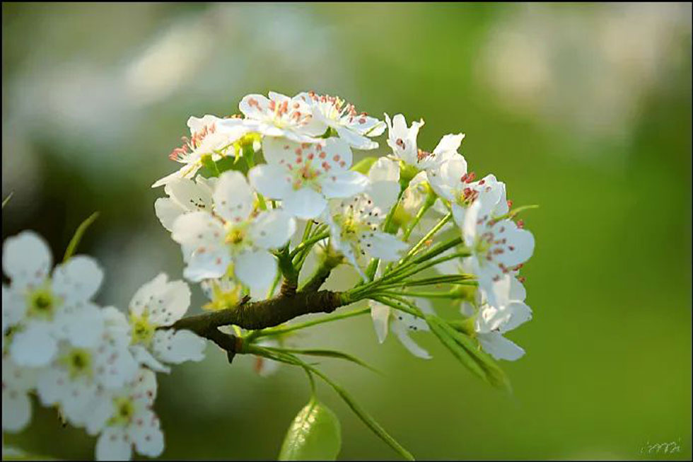 【春天，广西桂林灌阳县向您发出邀请！】我们在灌阳看梨花 - 游山玩水 - 漯河生活社区 - 漯河28生活网 luohe.28life.net