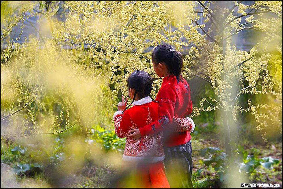 【春天，广西桂林灌阳县向您发出邀请！】米珠山前有片山苍子花在飘香 - 游山玩水 - 漯河生活社区 - 漯河28生活网 luohe.28life.net