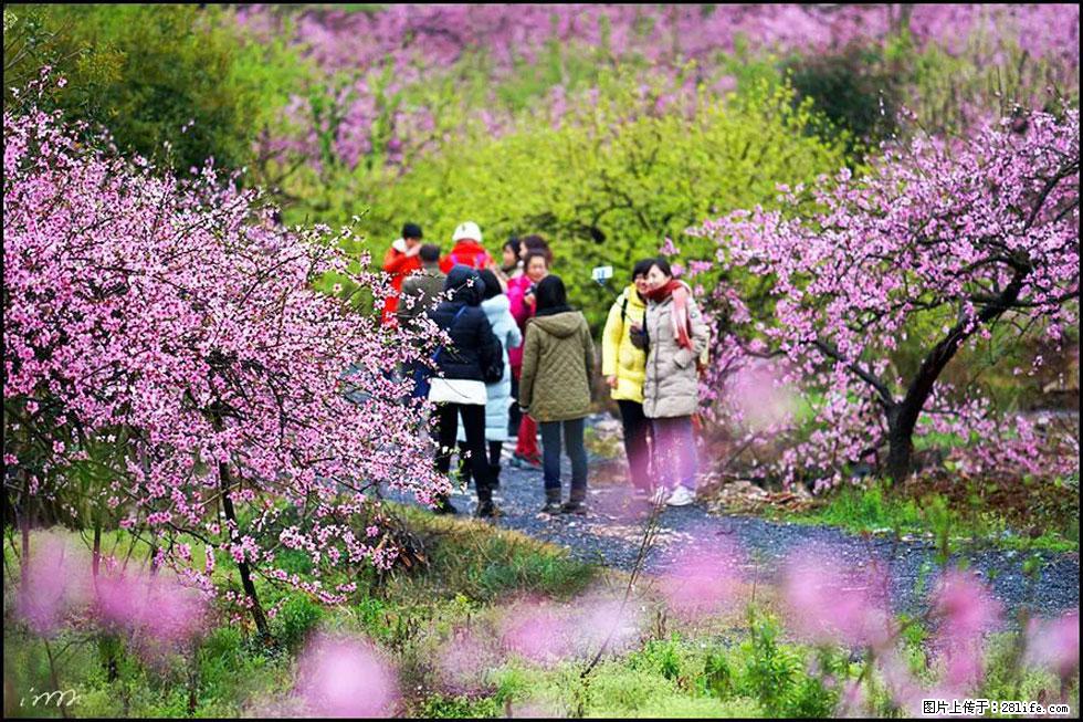 【春天，广西桂林灌阳县向您发出邀请！】官庄村有个醉美的桃花园 - 游山玩水 - 漯河生活社区 - 漯河28生活网 luohe.28life.net