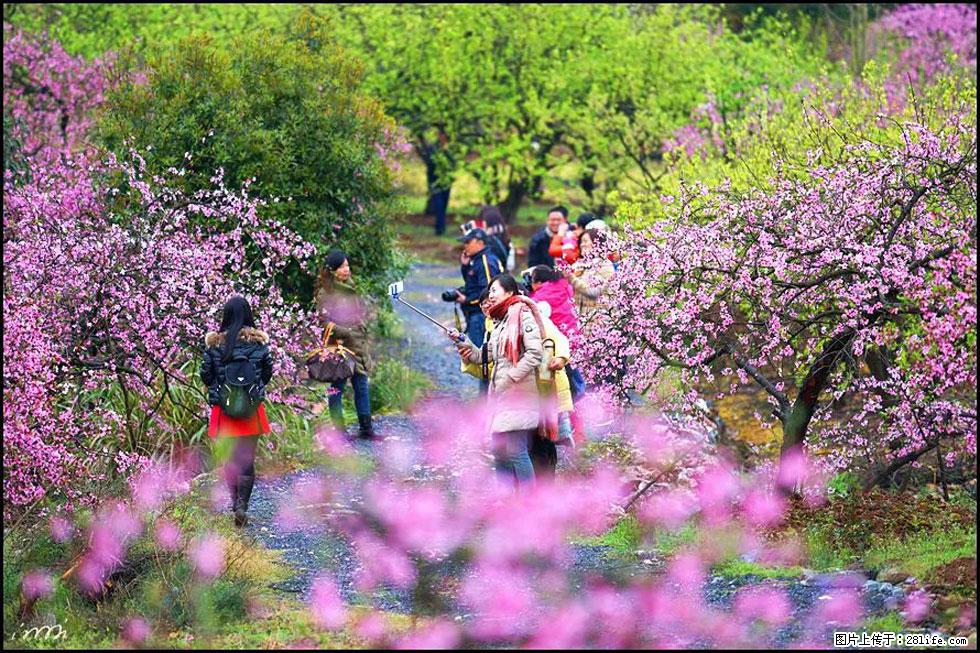 【春天，广西桂林灌阳县向您发出邀请！】官庄村有个醉美的桃花园 - 游山玩水 - 漯河生活社区 - 漯河28生活网 luohe.28life.net