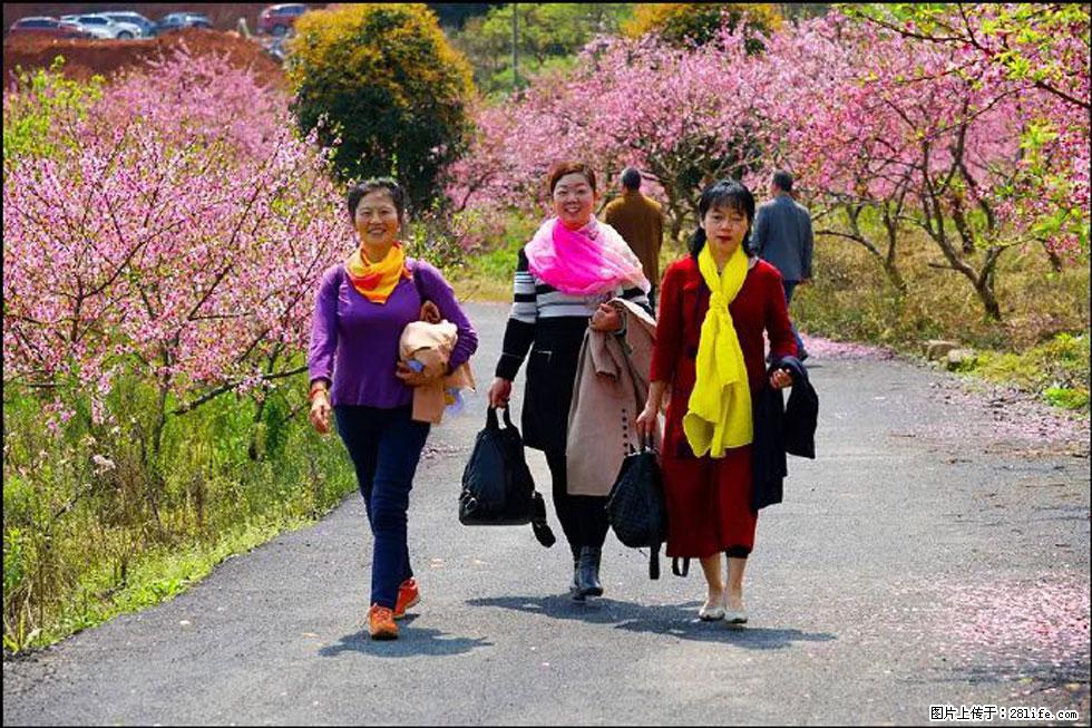 【春天，广西桂林灌阳县向您发出邀请！】官庄村有个醉美的桃花园 - 游山玩水 - 漯河生活社区 - 漯河28生活网 luohe.28life.net