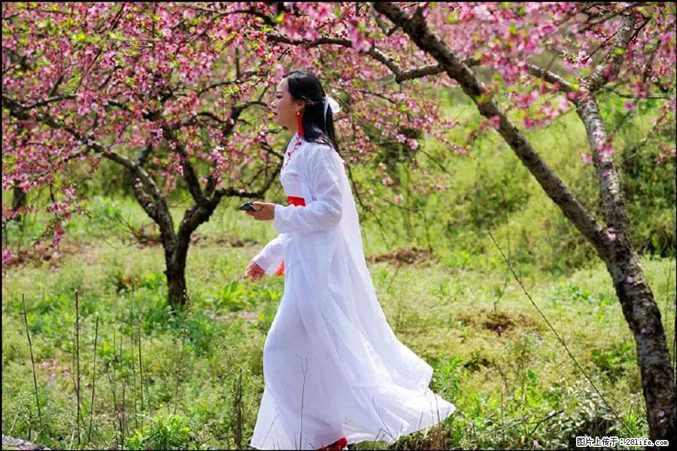 【春天，广西桂林灌阳县向您发出邀请！】官庄村有个醉美的桃花园 - 游山玩水 - 漯河生活社区 - 漯河28生活网 luohe.28life.net