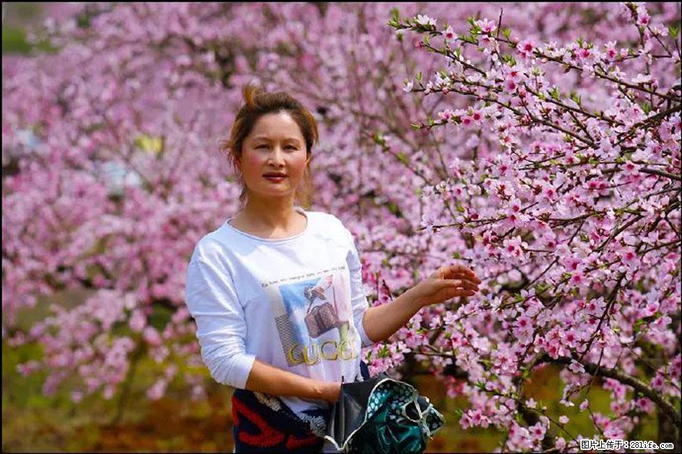 【春天，广西桂林灌阳县向您发出邀请！】官庄村有个醉美的桃花园 - 游山玩水 - 漯河生活社区 - 漯河28生活网 luohe.28life.net
