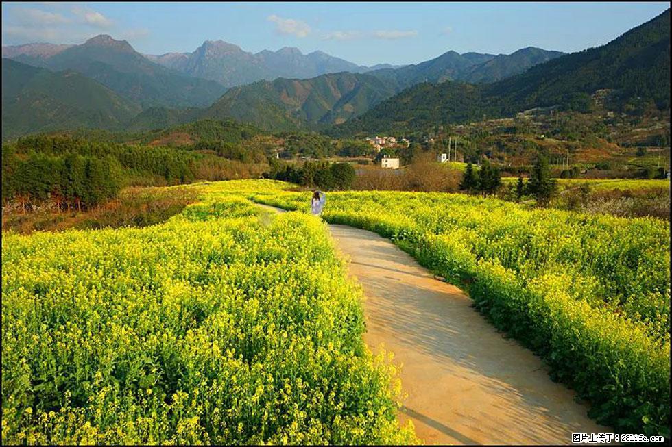 【春天，广西桂林灌阳县向您发出邀请！】长坪村油菜盛情花开 - 游山玩水 - 漯河生活社区 - 漯河28生活网 luohe.28life.net