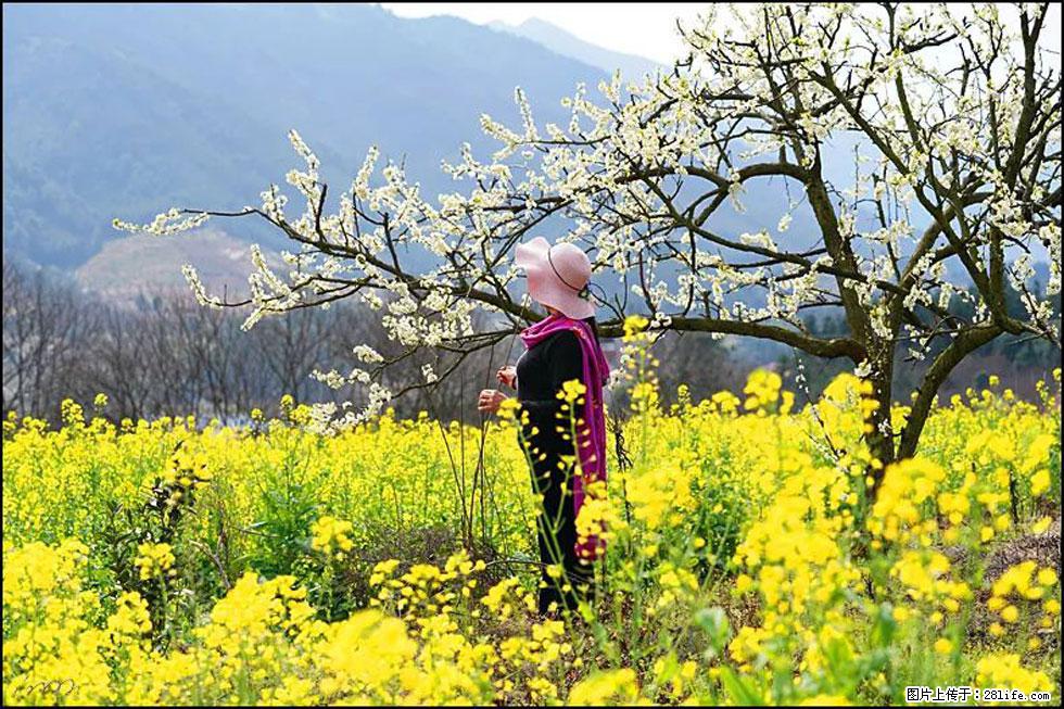 【春天，广西桂林灌阳县向您发出邀请！】长坪村油菜盛情花开 - 游山玩水 - 漯河生活社区 - 漯河28生活网 luohe.28life.net