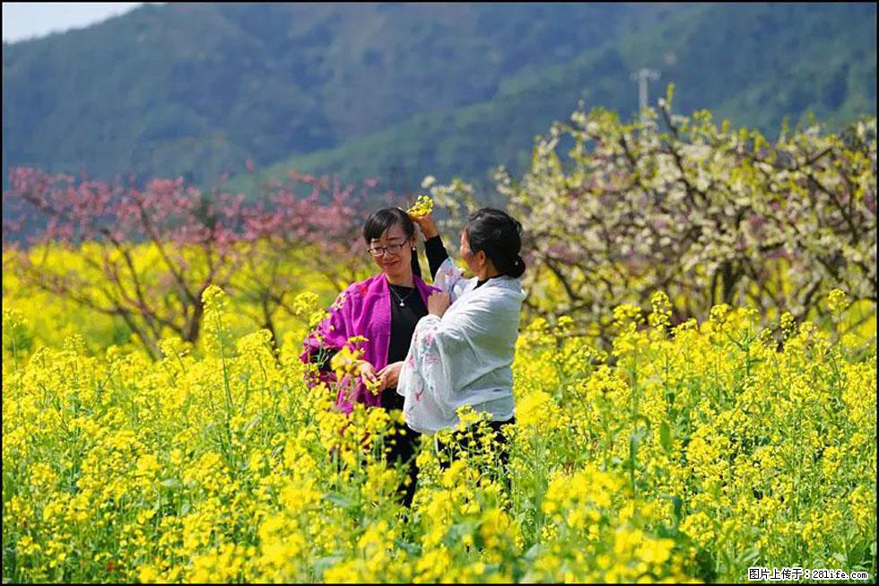 【春天，广西桂林灌阳县向您发出邀请！】长坪村油菜盛情花开 - 游山玩水 - 漯河生活社区 - 漯河28生活网 luohe.28life.net