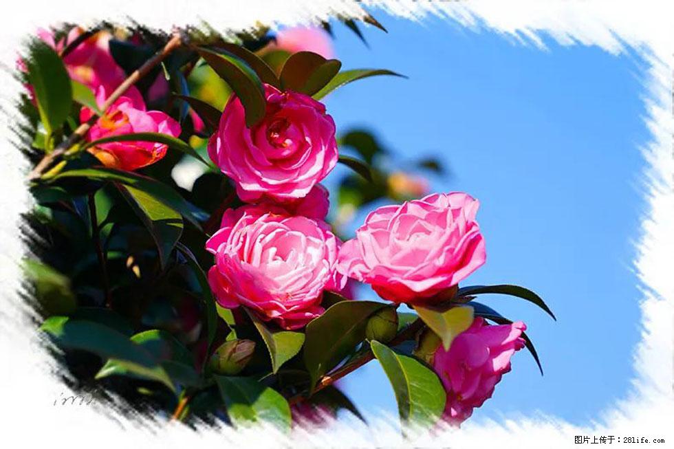 【春天，广西桂林灌阳县向您发出邀请！】杨柳井茶花惹人爱 - 游山玩水 - 漯河生活社区 - 漯河28生活网 luohe.28life.net