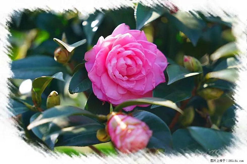 【春天，广西桂林灌阳县向您发出邀请！】杨柳井茶花惹人爱 - 游山玩水 - 漯河生活社区 - 漯河28生活网 luohe.28life.net