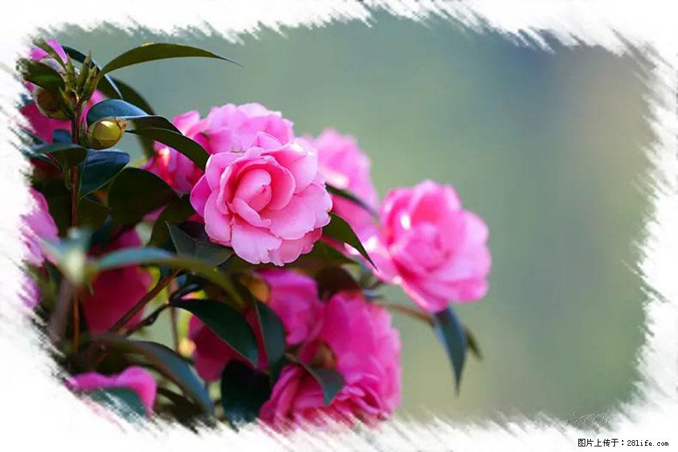 【春天，广西桂林灌阳县向您发出邀请！】杨柳井茶花惹人爱 - 游山玩水 - 漯河生活社区 - 漯河28生活网 luohe.28life.net