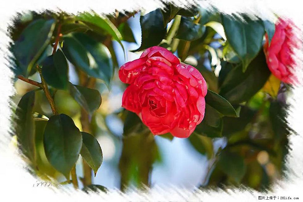 【春天，广西桂林灌阳县向您发出邀请！】杨柳井茶花惹人爱 - 游山玩水 - 漯河生活社区 - 漯河28生活网 luohe.28life.net
