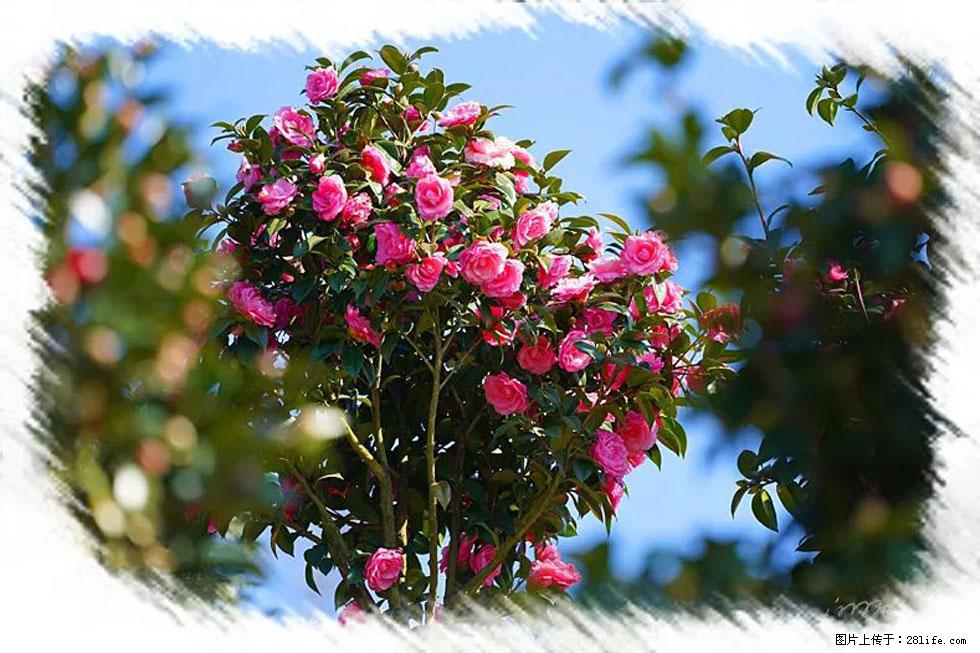【春天，广西桂林灌阳县向您发出邀请！】杨柳井茶花惹人爱 - 游山玩水 - 漯河生活社区 - 漯河28生活网 luohe.28life.net