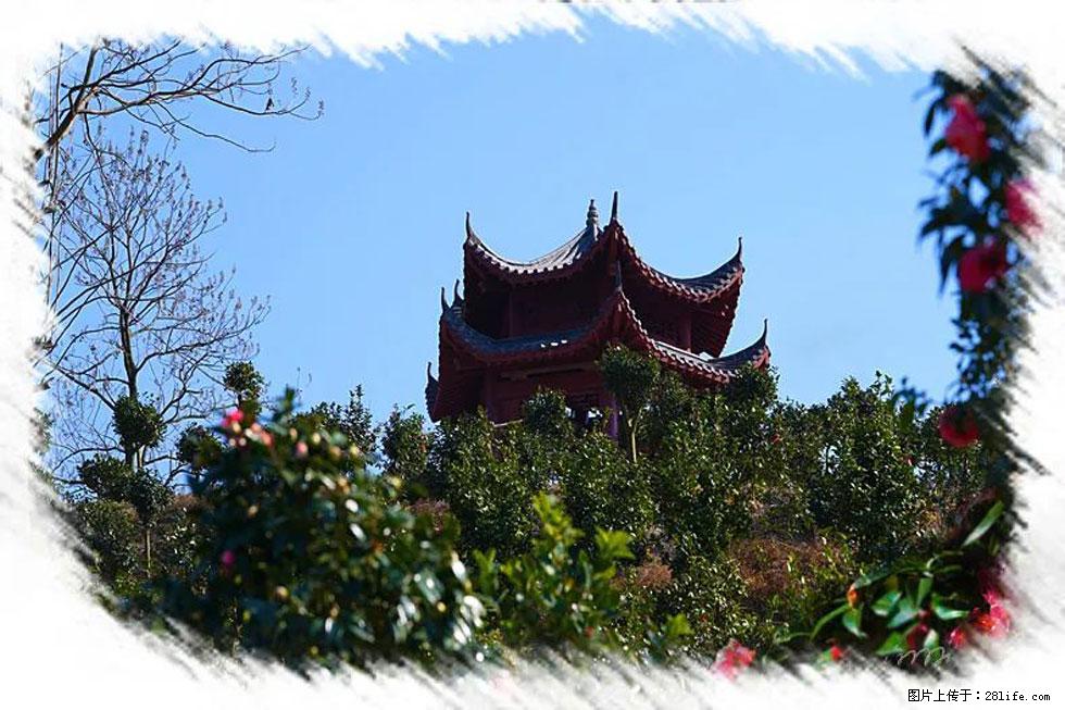 【春天，广西桂林灌阳县向您发出邀请！】杨柳井茶花惹人爱 - 游山玩水 - 漯河生活社区 - 漯河28生活网 luohe.28life.net