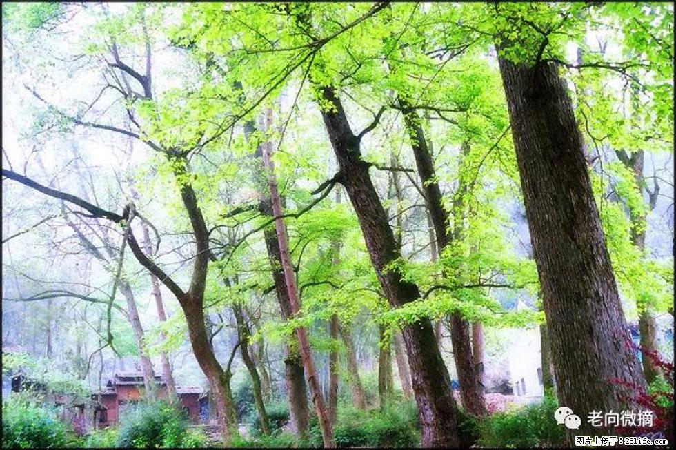 【春天，广西桂林灌阳县向您发出邀请！】在小龙村与春天约会 - 游山玩水 - 漯河生活社区 - 漯河28生活网 luohe.28life.net