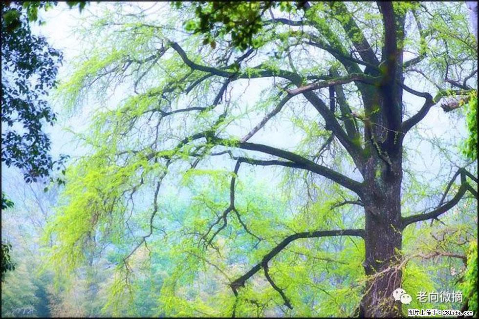 【春天，广西桂林灌阳县向您发出邀请！】在小龙村与春天约会 - 游山玩水 - 漯河生活社区 - 漯河28生活网 luohe.28life.net
