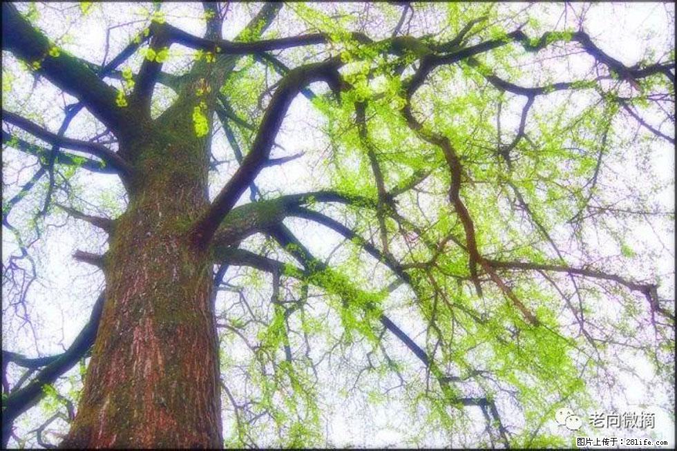 【春天，广西桂林灌阳县向您发出邀请！】在小龙村与春天约会 - 游山玩水 - 漯河生活社区 - 漯河28生活网 luohe.28life.net