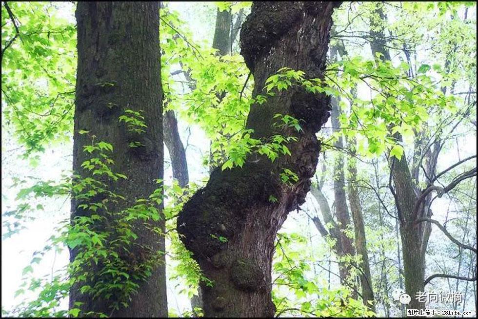 【春天，广西桂林灌阳县向您发出邀请！】在小龙村与春天约会 - 游山玩水 - 漯河生活社区 - 漯河28生活网 luohe.28life.net