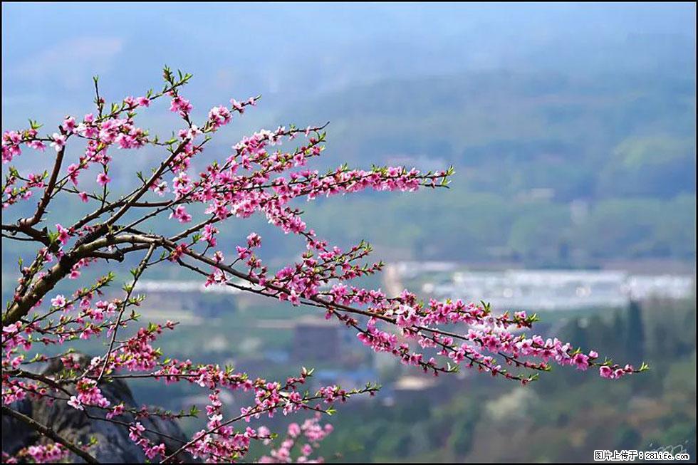 【春天，广西桂林灌阳县向您发出邀请！】望月岭上桃花开 - 游山玩水 - 漯河生活社区 - 漯河28生活网 luohe.28life.net