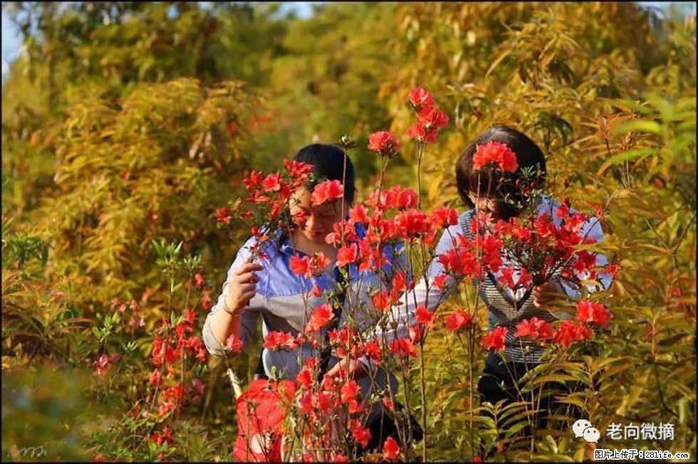 【春天，广西桂林灌阳县向您发出邀请！】登麒麟山，相约映山红 - 游山玩水 - 漯河生活社区 - 漯河28生活网 luohe.28life.net