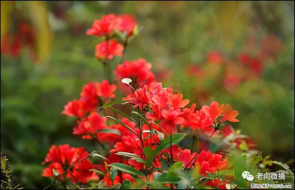 【春天，广西桂林灌阳县向您发出邀请！】登麒麟山，相约映山红 - 游山玩水 - 漯河生活社区 - 漯河28生活网 luohe.28life.net