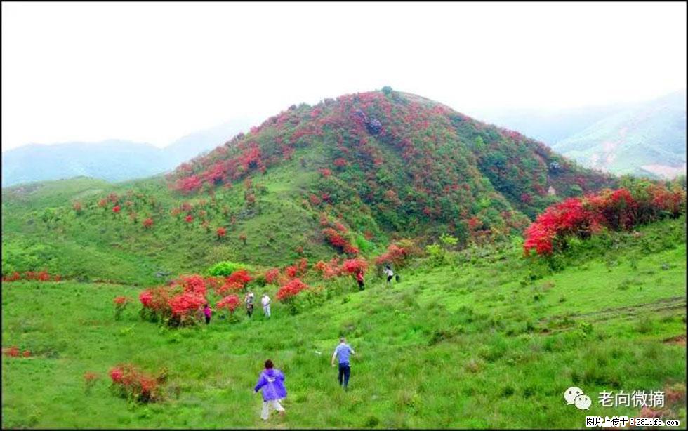 【春天，广西桂林灌阳县向您发出邀请！】宝盖山上映山红 - 游山玩水 - 漯河生活社区 - 漯河28生活网 luohe.28life.net