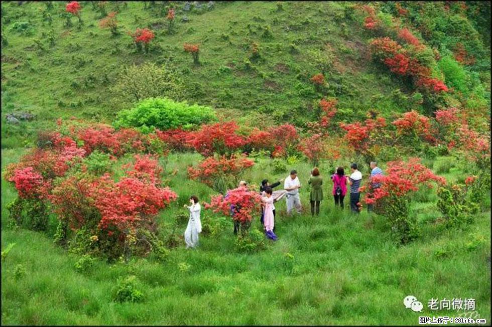 【春天，广西桂林灌阳县向您发出邀请！】宝盖山上映山红 - 游山玩水 - 漯河生活社区 - 漯河28生活网 luohe.28life.net