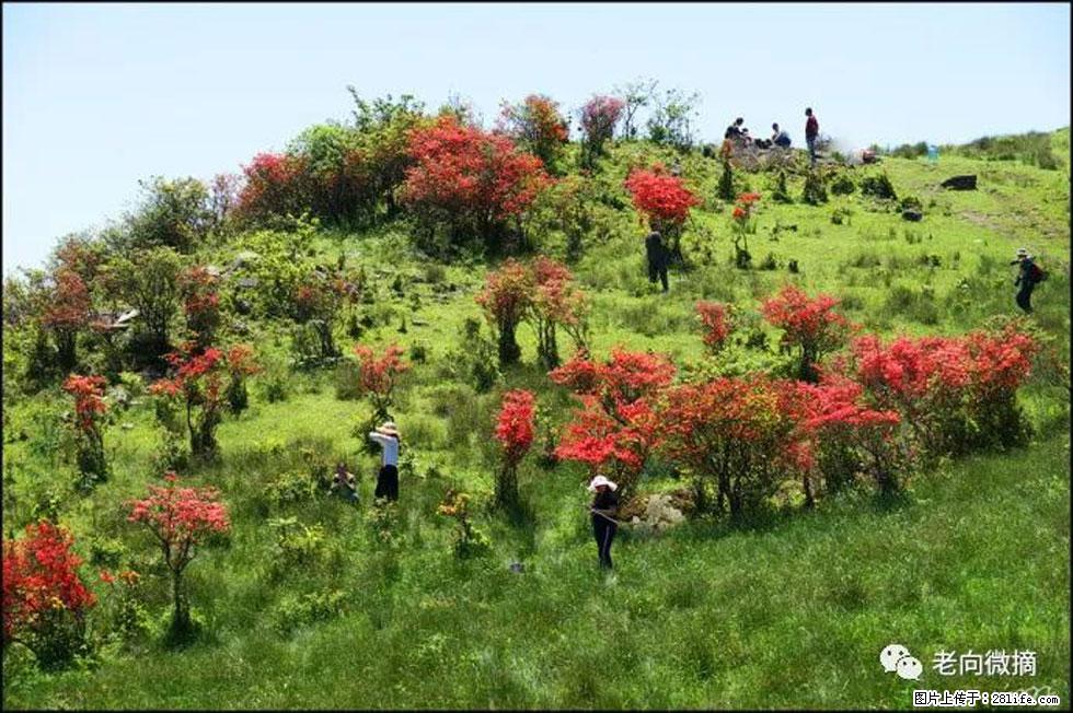 【春天，广西桂林灌阳县向您发出邀请！】宝盖山上映山红 - 游山玩水 - 漯河生活社区 - 漯河28生活网 luohe.28life.net