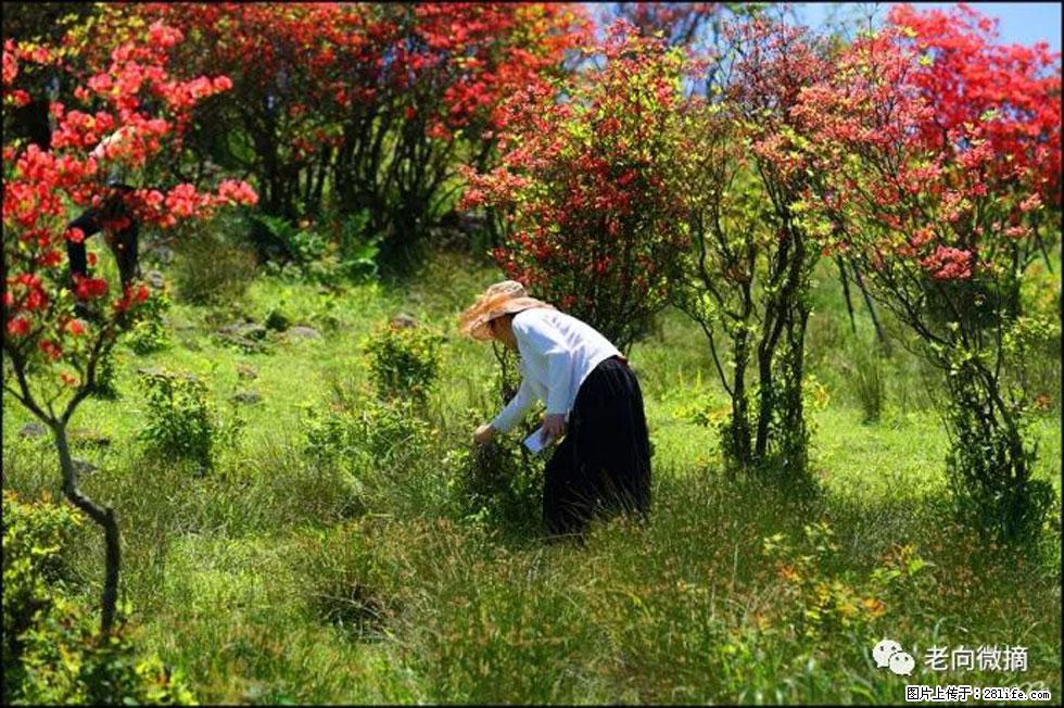 【春天，广西桂林灌阳县向您发出邀请！】宝盖山上映山红 - 游山玩水 - 漯河生活社区 - 漯河28生活网 luohe.28life.net