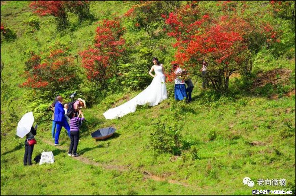 【春天，广西桂林灌阳县向您发出邀请！】宝盖山上映山红 - 游山玩水 - 漯河生活社区 - 漯河28生活网 luohe.28life.net
