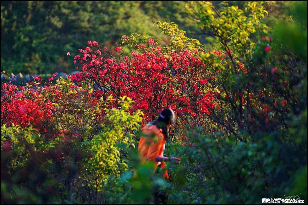 【春天，广西桂林灌阳县向您发出邀请！】春木界上映山红 - 游山玩水 - 漯河生活社区 - 漯河28生活网 luohe.28life.net