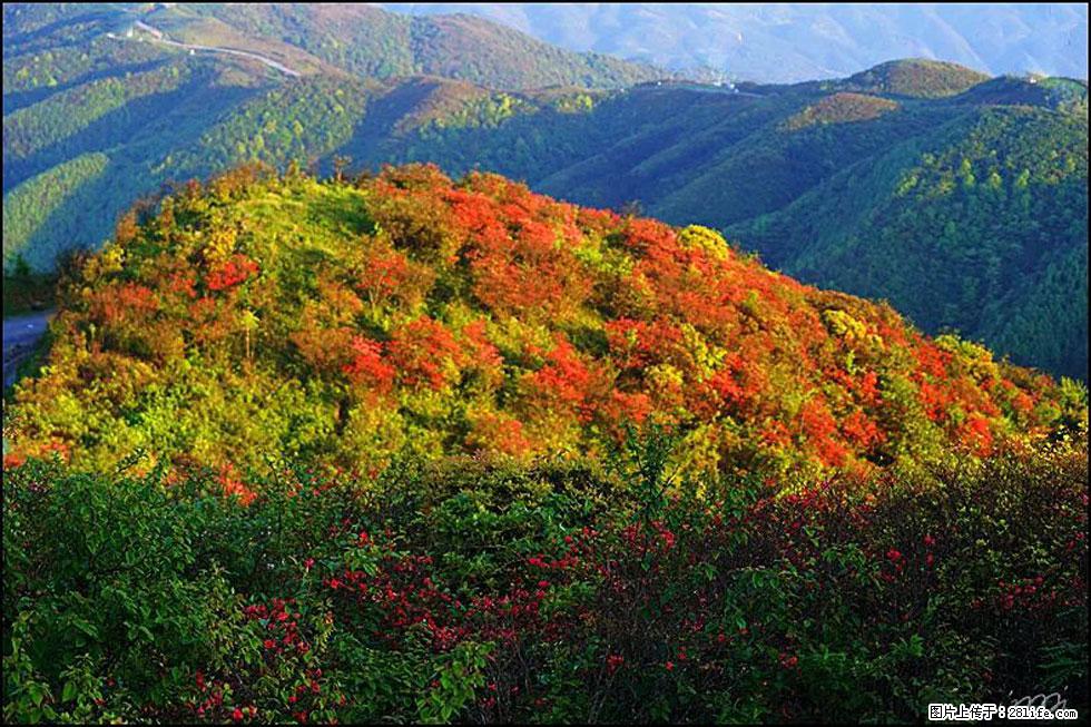 【春天，广西桂林灌阳县向您发出邀请！】春木界上映山红 - 游山玩水 - 漯河生活社区 - 漯河28生活网 luohe.28life.net