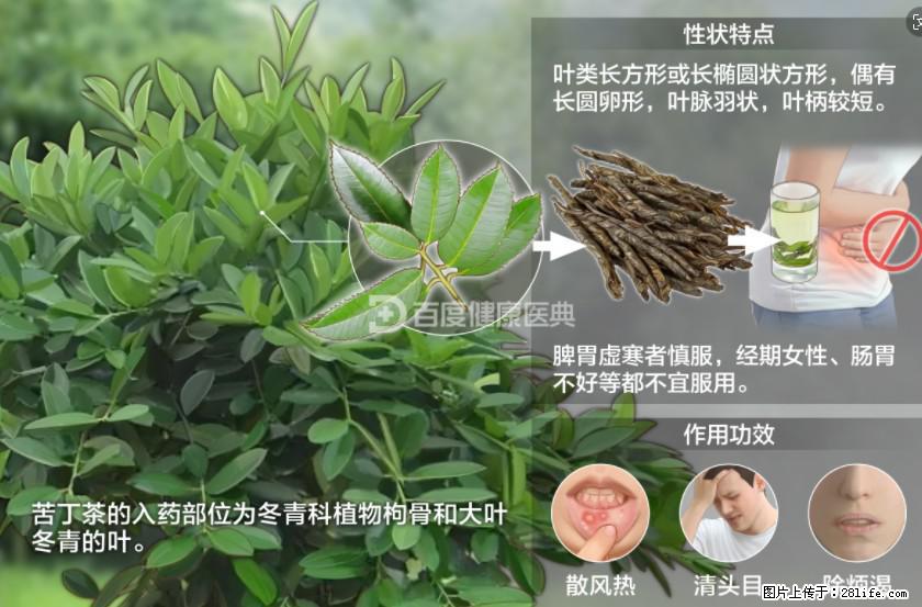 苦丁茶有哪些功效和作用 - 生活百科 - 漯河生活社区 - 漯河28生活网 luohe.28life.net