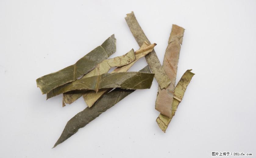 苦丁茶有哪些功效和作用 - 生活百科 - 漯河生活社区 - 漯河28生活网 luohe.28life.net