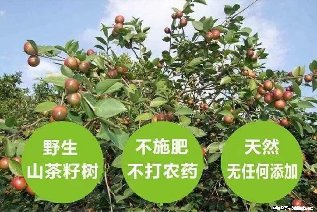 【灌阳县油茶产业示范区】一个有着充实的精神生活的人，对待身外之物自会有一种淡泊的态度 - 土特产 - 饮食特产 - 漯河分类信息 - 漯河28生活网 luohe.28life.net
