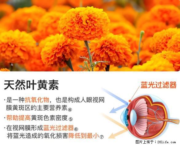 叶黄素有什么功效和作用 - 生活百科 - 漯河生活社区 - 漯河28生活网 luohe.28life.net