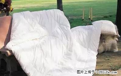 被子有异味？只要这样做，比晒太阳还强100倍！ - 家居生活 - 漯河生活社区 - 漯河28生活网 luohe.28life.net