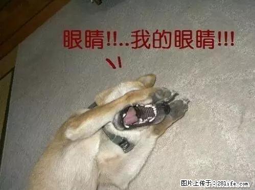 笑癫了！一女的怀孕三年未生，他终于忍不住了... - 娱乐八卦 - 漯河生活社区 - 漯河28生活网 luohe.28life.net