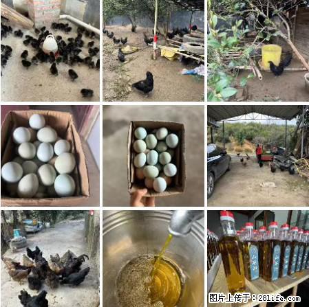 油茶园从小鸡仔开始养起的纯土鸡、土鸡蛋可以预定啦！还有前几天刚榨的纯山茶油哦 - 土特产 - 饮食特产 - 漯河分类信息 - 漯河28生活网 luohe.28life.net