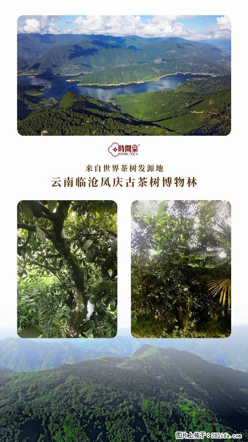 时间果百年古树2025年春红茶 - 购物交流 - 漯河生活社区 - 漯河28生活网 luohe.28life.net