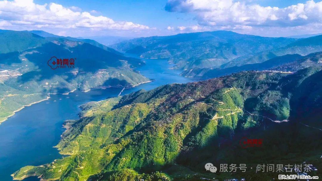时间果百年古树龙珠普洱生茶 - 购物交流 - 漯河生活社区 - 漯河28生活网 luohe.28life.net