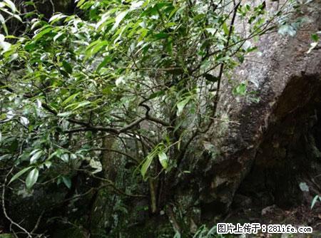平乐石崖茶，珍贵仅次于金花茶 - 漯河生活资讯 - 漯河28生活网 luohe.28life.net