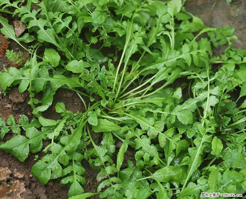 这些蔬菜是“天然钙片”,这6种被医生重点推荐 - 漯河生活资讯 - 漯河28生活网 luohe.28life.net