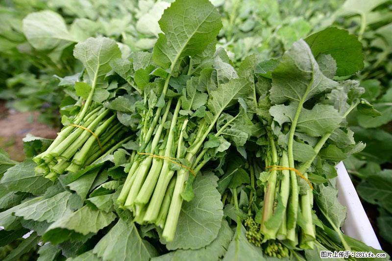 这些蔬菜是“天然钙片”,这6种被医生重点推荐 - 漯河生活资讯 - 漯河28生活网 luohe.28life.net